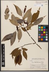 Foto von Salix wallichiana Andersson